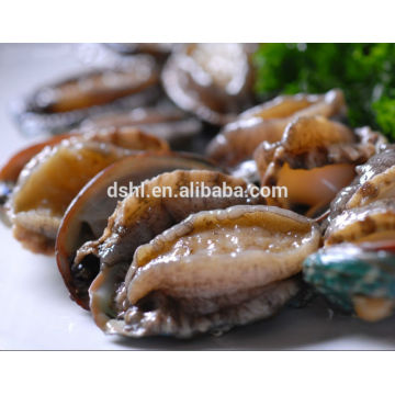 Gekochte gefrorene Abalone mit Schale